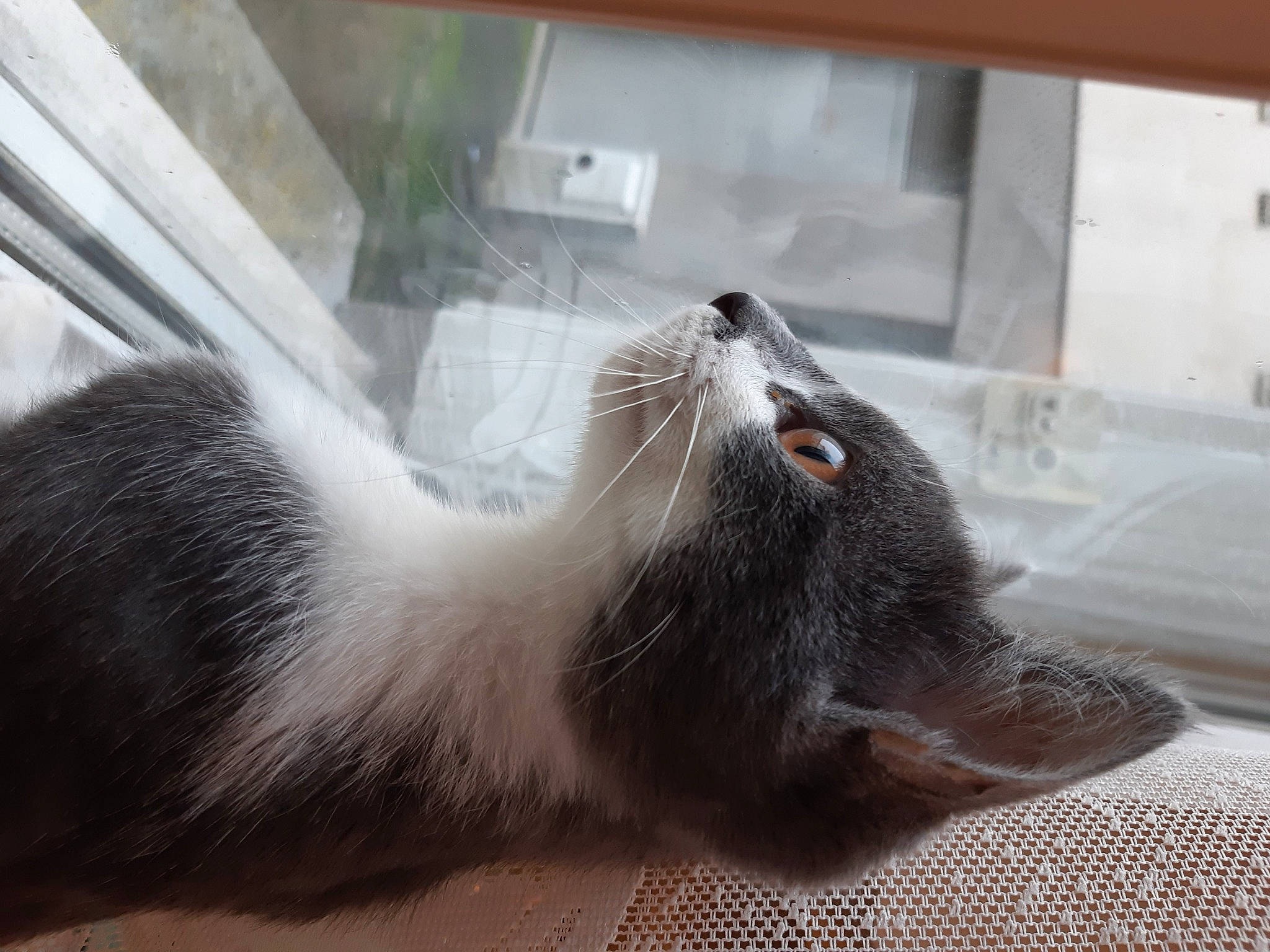 Edalyn a rejoint le concours — aidez-le/la à gagner de superbes lots ! carnivore, cat, claw, comfort, domestic_short_haired_cat, fang, felidae, flooring, foot, fur, paw, small_to_medium_sized_cats, snout, tail, terrestrial_animal, whiskers, wildlife, window, yawn