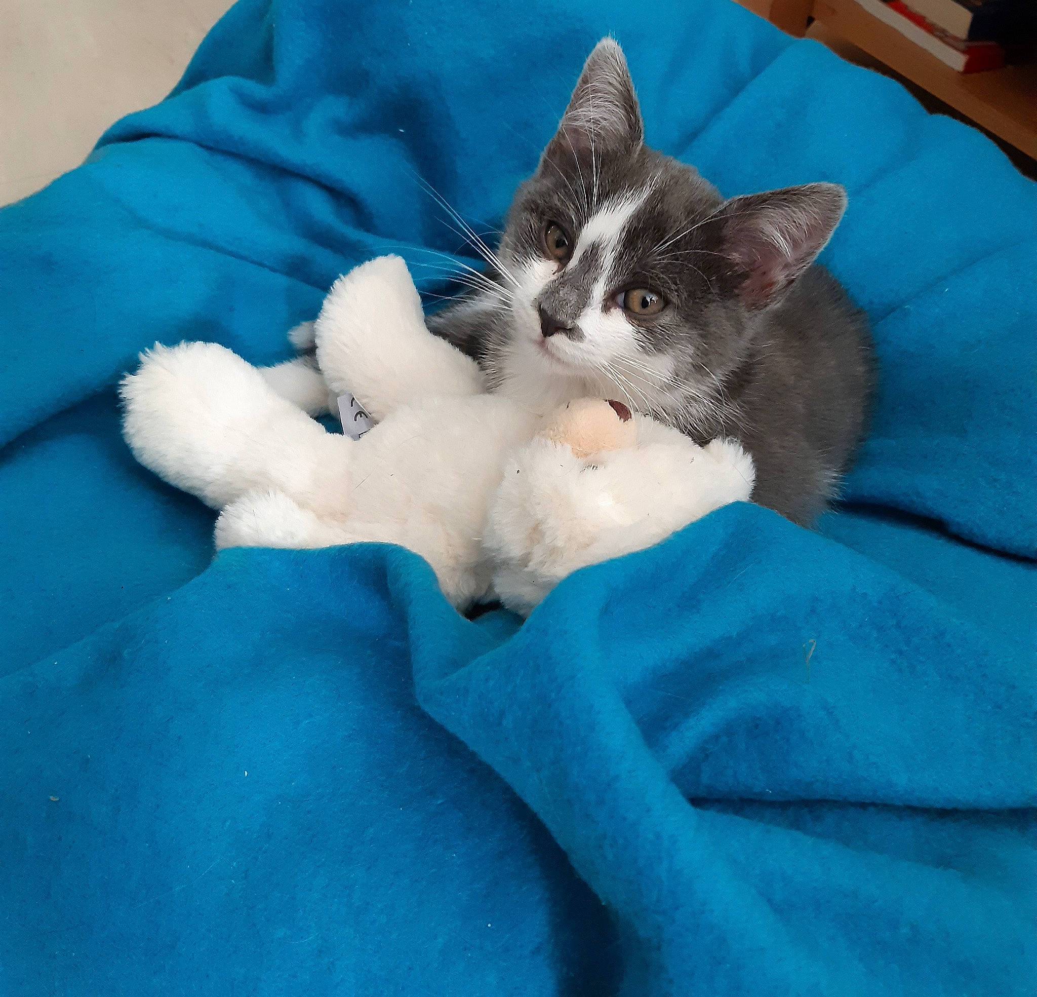 Edalyn a rejoint le concours — aidez-le/la à gagner de superbes lots ! bedding, carnivore, cat, cat_bed, comfort, domestic_short_haired_cat, electric_blue, felidae, foot, fur, human_leg, lap, linens, nap, paw, small_to_medium_sized_cats, snout, tail, textile, whiskers