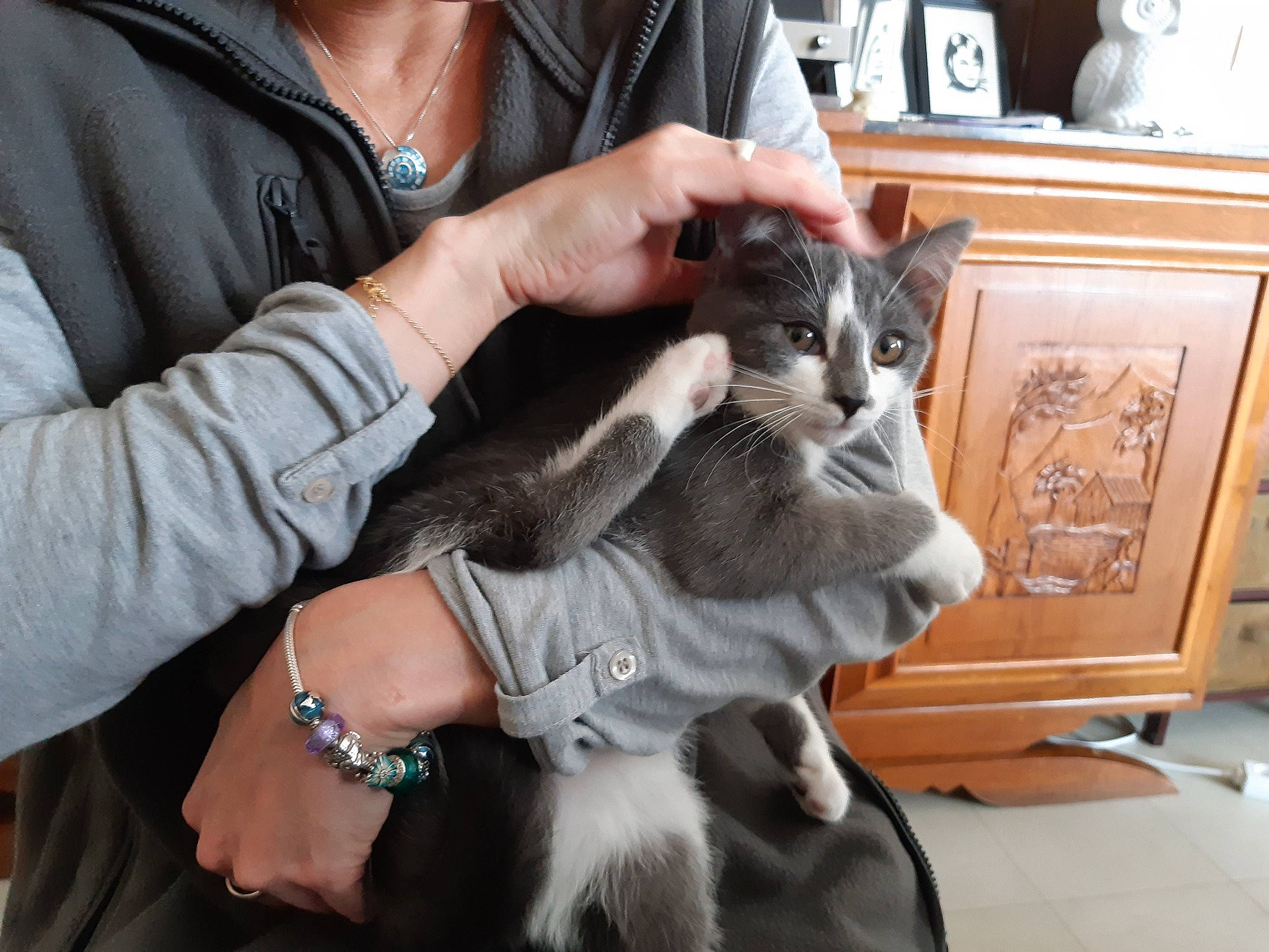 Edalyn participe au concours pour gagner de l'argent avec cette photo : cabinetry, carnivore, cat, claw, comfort, domestic_short_haired_cat, ear, felidae, finger, fur, gesture, hand, jewellery, lap, nail, sitting, small_to_medium_sized_cats, tail, whiskers, wrist