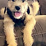 animal, couch, cute, dog, domestic_animal, face, fluffy, friendly, fur, happy, home, indoor, mammal, paws, pet, puppy, relaxed, smiling, tongue_out, young
