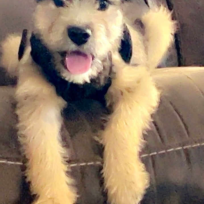 Dalilah joined the competition — help win amazing prizes! animal, couch, cute, dog, domestic_animal, face, fluffy, friendly, fur, happy, home, indoor, mammal, paws, pet, puppy, relaxed, smiling, tongue_out, young