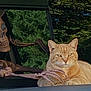 cat, close_up, decor, decoration, eyes, green_foliage, lounging, orange_cat, outdoor, paws, pet, portrait, props, seat, skeleton_prop, skull, spooky, tabby, whiskers, window