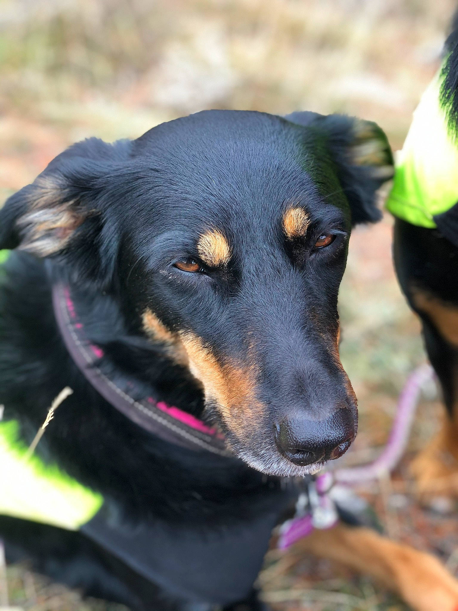 Nikita a rejoint le concours — aidez-le/la à gagner de superbes lots ! austrian_black_and_tan_hound, beauceron, black_and_tan_terrier, canidae, carnivore, dog, dog_breed, german_pinscher, guard_dog, hellenikos_ichnilatis, huntaway, hunting_dog, mammal, rare_breed_dog, smaland_hound, snout, sporting_group, transylvanian_hound, vertebrate, working_dog