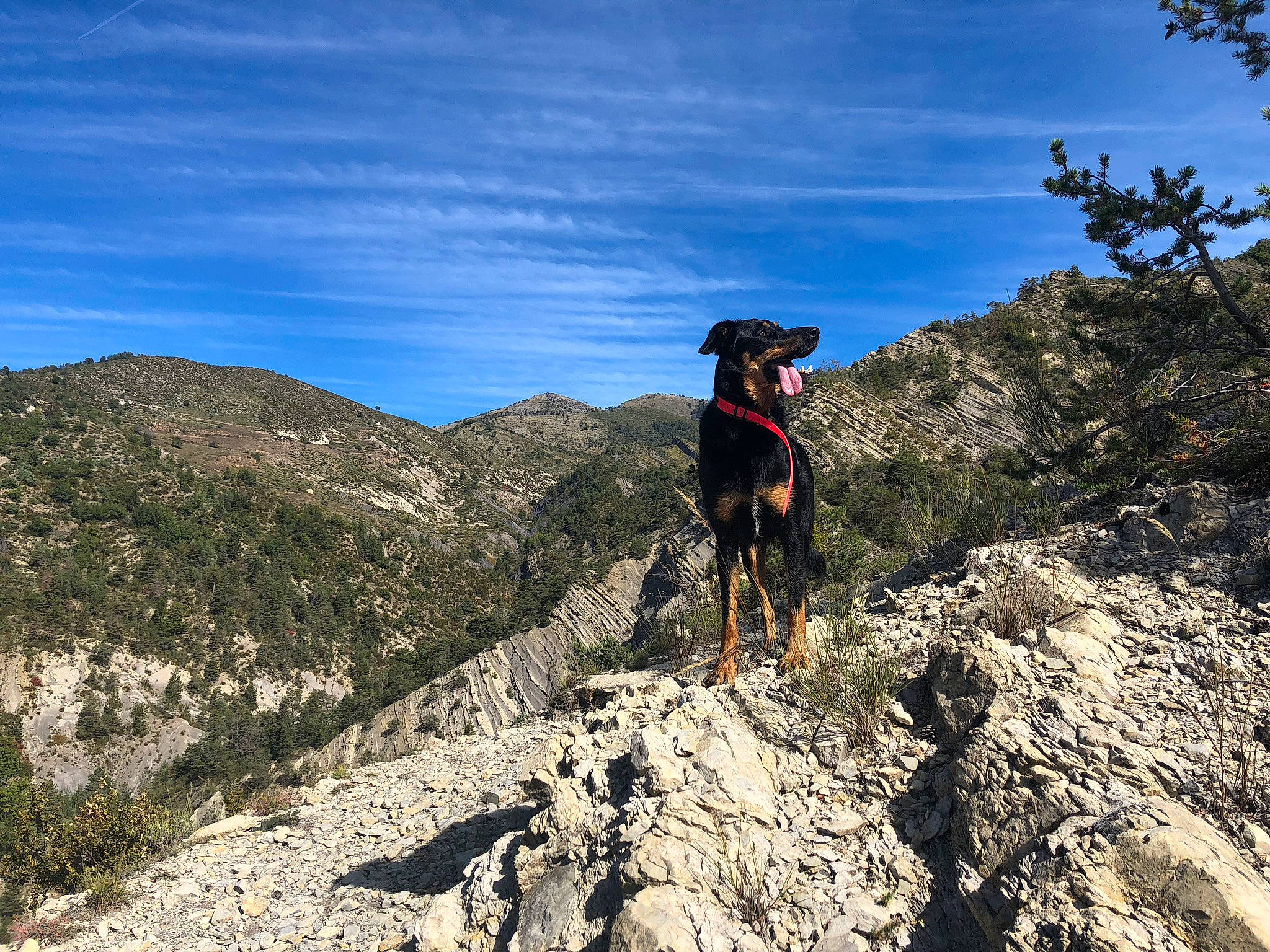 Nikita a rejoint le concours — aidez-le/la à gagner de superbes lots ! adventure, canidae, climbing, dog, dog_breed, dog_hiking, hiking, hiking_equipment, hill, hunting_dog, mountain, mountainous_landforms, recreation, ridge, rock, sporting_group, summit, trail, walking, wilderness