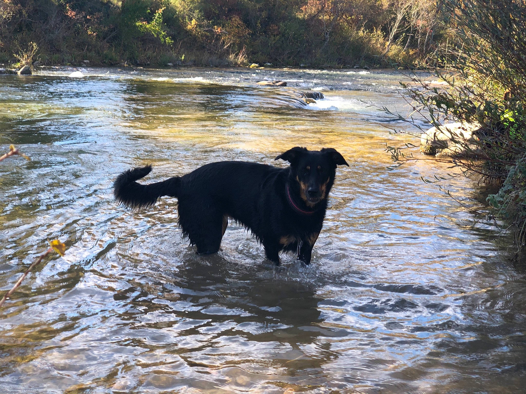 Nikita participe au concours pour gagner de l'argent avec cette photo : canidae, carnivore, dog, dog_breed, flat_coated_retriever, guard_dog, retriever, river, sporting_group, tail, water_resources, watercourse