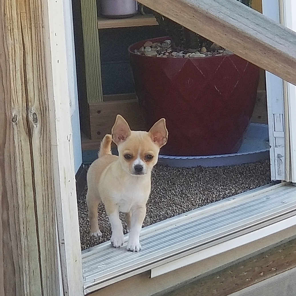 Talyn joined the competition — help win amazing prizes! dog, chihuahua, small_dog, puppy, doorway, wood, plants, cactus, pot, outdoor, porch, pet, animal, curious, alert, threshold, sunlight, floor, close_up, domestic_animal