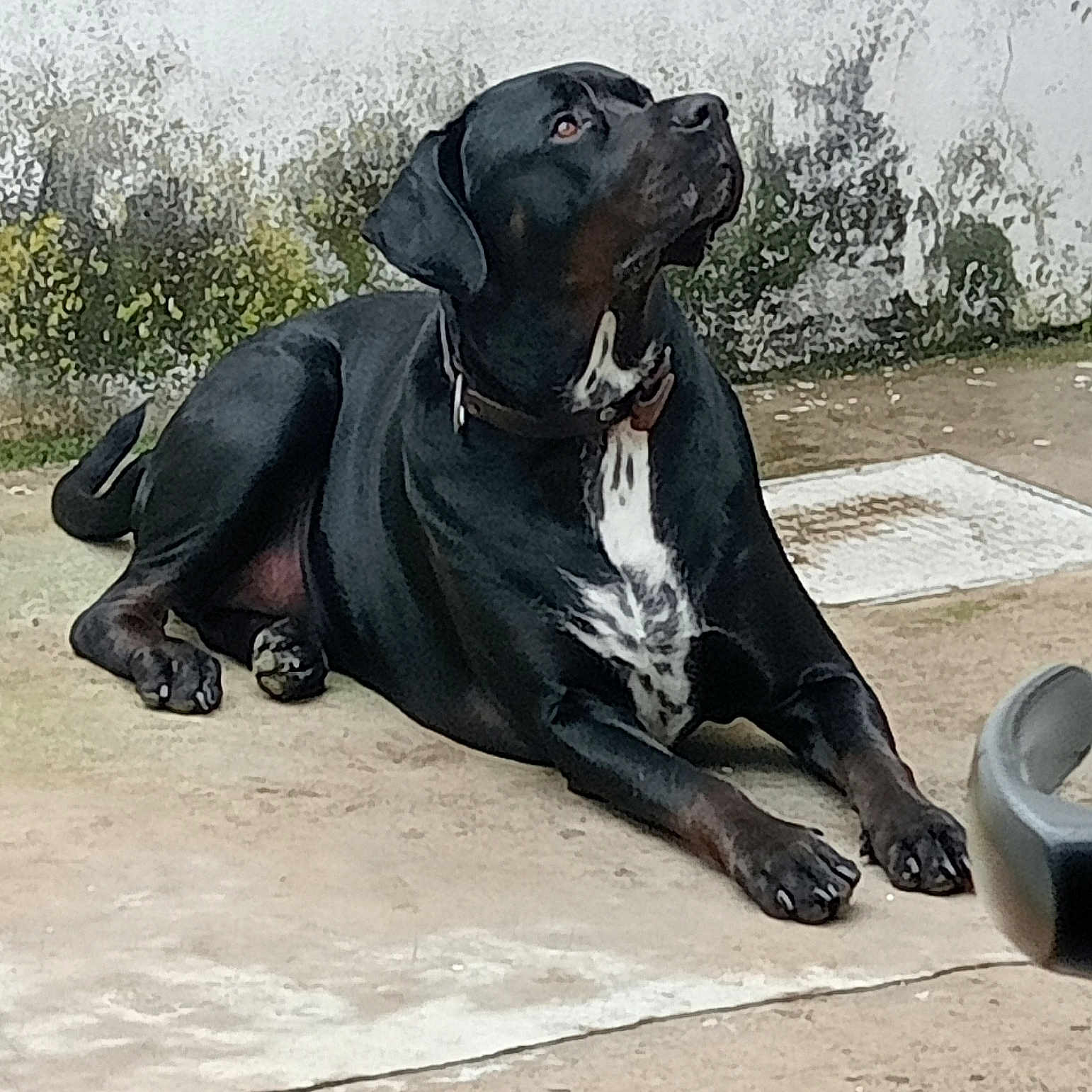 Marley