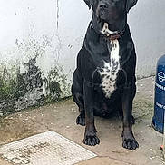 Marley a rejoint le concours — aidez-le/la à gagner de superbes lots ! dog, black_dog, white_chest, sitting, outdoor, wall, moss, concrete_floor, gas_cylinder, collar, pet, animal, watchful, quiet, backyard, canine, guard, mildly_dirty, daylight, still