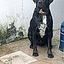 dog, black_dog, white_chest, sitting, outdoor, wall, moss, concrete_floor, gas_cylinder, collar, pet, animal, watchful, quiet, backyard, canine, guard, mildly_dirty, daylight, still