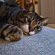Happy a rejoint le concours — aidez-le/la à gagner de superbes lots ! cat, tabby, pet, animal, feline, indoor, resting, lying_down, close_up, texture, gray, whiskers, ears, paw, cute, domestic, relaxed, home, curious, sleepy