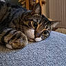 cat, tabby, pet, animal, feline, indoor, resting, lying_down, close_up, texture, gray, whiskers, ears, paw, cute, domestic, relaxed, home, curious, sleepy
