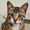 Happy participe au concours pour gagner de l'argent avec cette photo : cat, kitten, tabby, indoor, glass_table, curious, pet, animal, young, whiskers, ears, paws, closeup, feline, domestic_cat, cute, looking_at_camera, fur, striped, floor