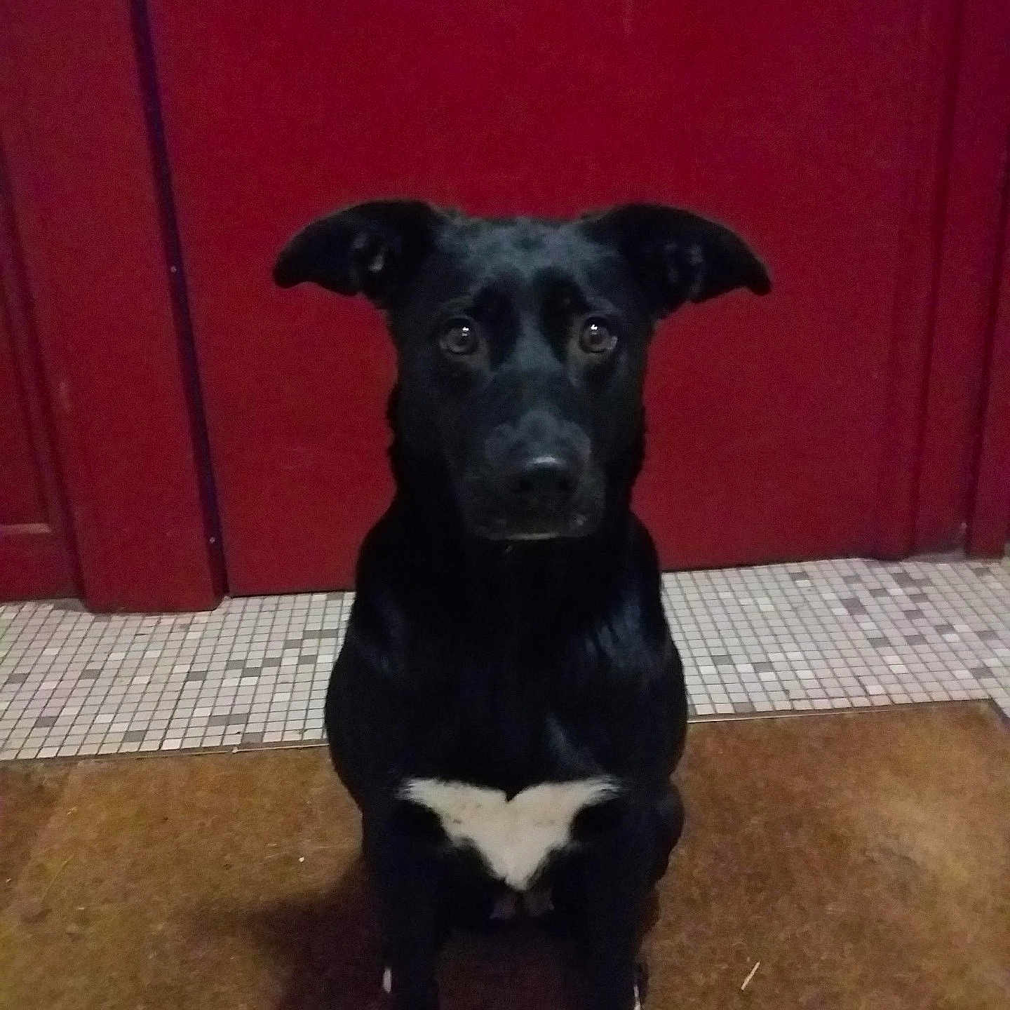 Criystal participe au concours pour gagner de l'argent avec cette photo : accessories, animal, ball, boxer, bulldog, canine, dog, door, doormat, hound, husky, labradorretriever, mat, pet, plywood, puppy, snout, sport, strap, wood