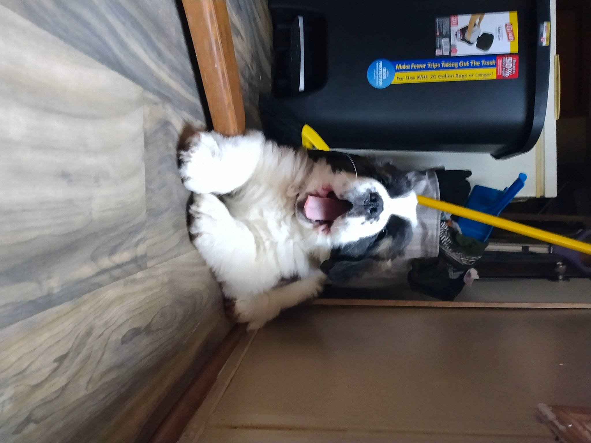 Hollow is registered to the contest to win money with this photo: auto_part, automotive_exterior, cable, canidae, carnivore, cat, dog_breed, electrical_wiring, felidae, gas, hardwood, machine, motor_vehicle, small_to_medium_sized_cats, sporting_group, tail, vehicle_door, whiskers, wire, wood