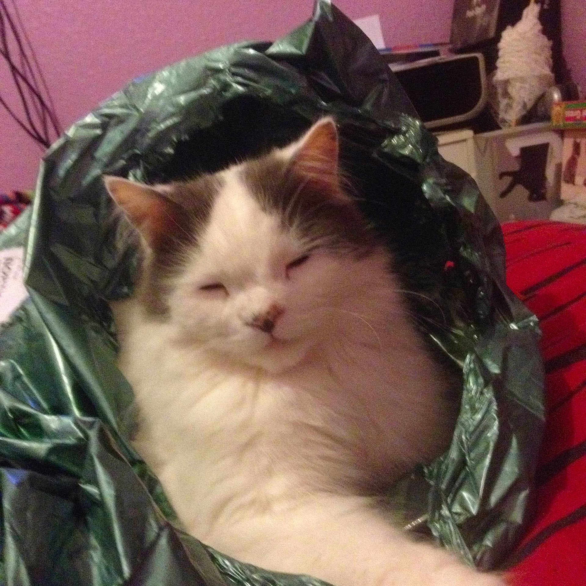 Taffy