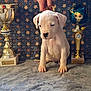 Alba participe au concours pour gagner de l'argent avec cette photo : puppy, dog, trophies, award, cute, white_dog, animal, indoor, carpet, hand, pet, young_dog, portrait, sitting, soft_surface, background, patterned, champion, collar, reflection
