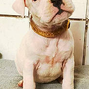 Alba a rejoint le concours — aidez-le/la à gagner de superbes lots ! puppy, dog, white_dog, pet, collar, indoor, floor, tile_wall, cute, young_dog, animal, sitting, curious, soft_surface, toy, rope_toy, paw, face, fur, companion