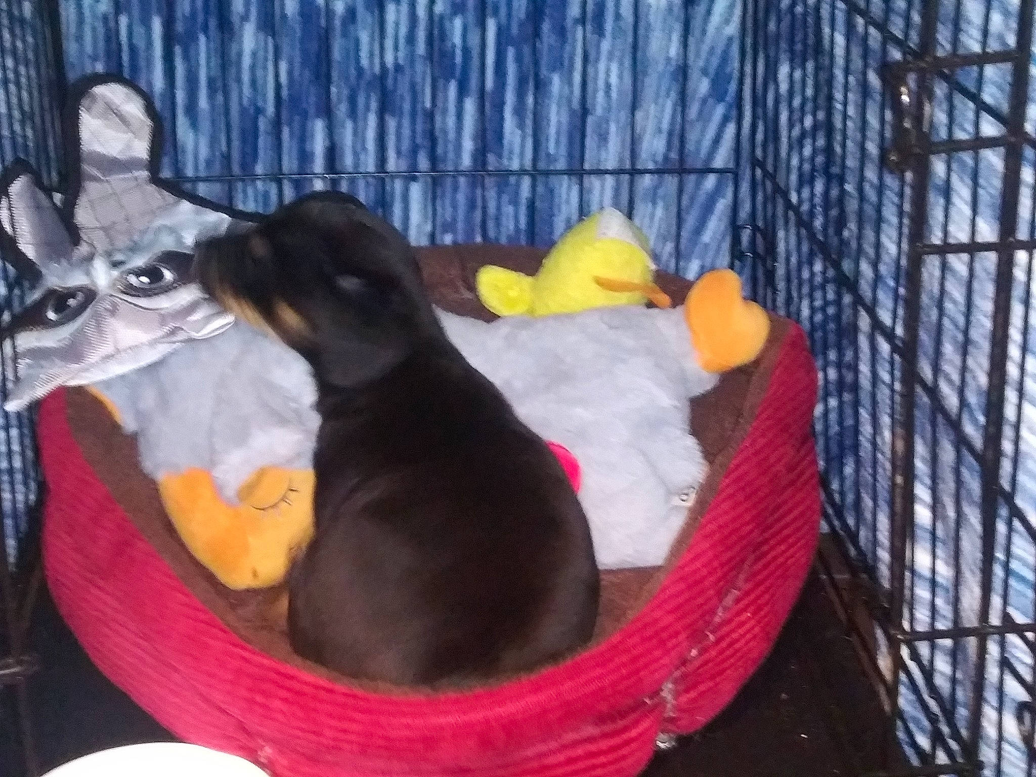 Ruby is registered to the contest to win money with this photo: animal_shelter, cage, canidae, carnivore, comfort, companion_dog, dog, dog_bed, dog_breed, dog_crate, dog_supply, guard_dog, mesh, pet_supply, pinscher, tableware, tail, terrestrial_animal, vertebrate, working_animal