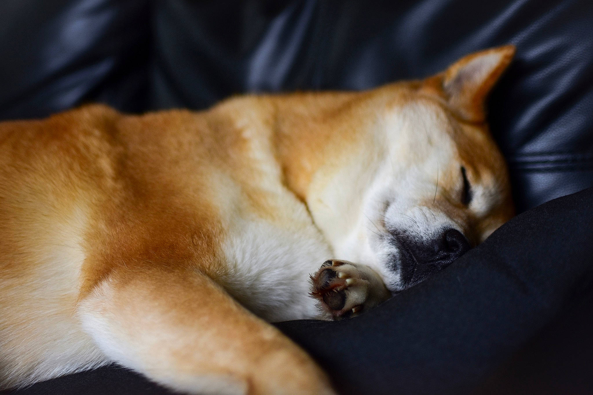Rookie participe au concours pour gagner de l'argent avec cette photo : akita, akita_inu, canidae, carnivore, companion_dog, dog, dog_breed, fawn, mammal, nap, new_guinea_singing_dog, non_sporting_group, norwegian_lundehund, pembroke_welsh_corgi, shiba_inu, snout, welsh_corgi, whiskers