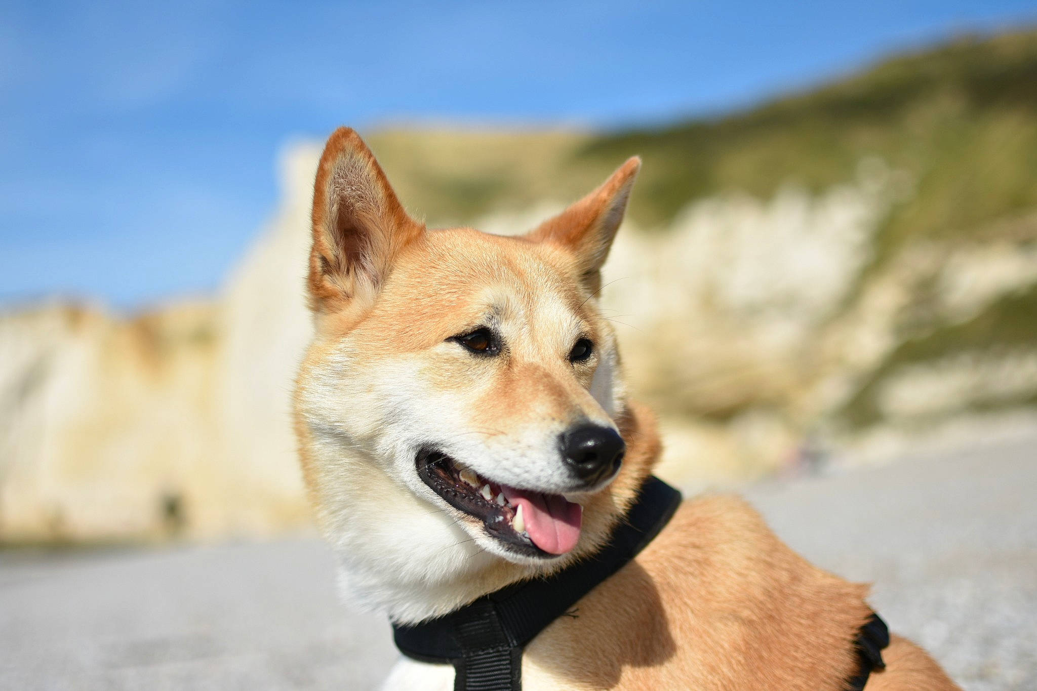 Rookie a rejoint le concours — aidez-le/la à gagner de superbes lots ! ancient_dog_breeds, canaan_dog, canidae, carnivore, carolina_dog, dingo, dog, dog_breed, hokkaido, korean_jindo_dog, mammal, new_guinea_singing_dog, non_sporting_group, norwegian_buhund, norwegian_lundehund, shiba_inu, shikoku, snout, vertebrate, wildlife