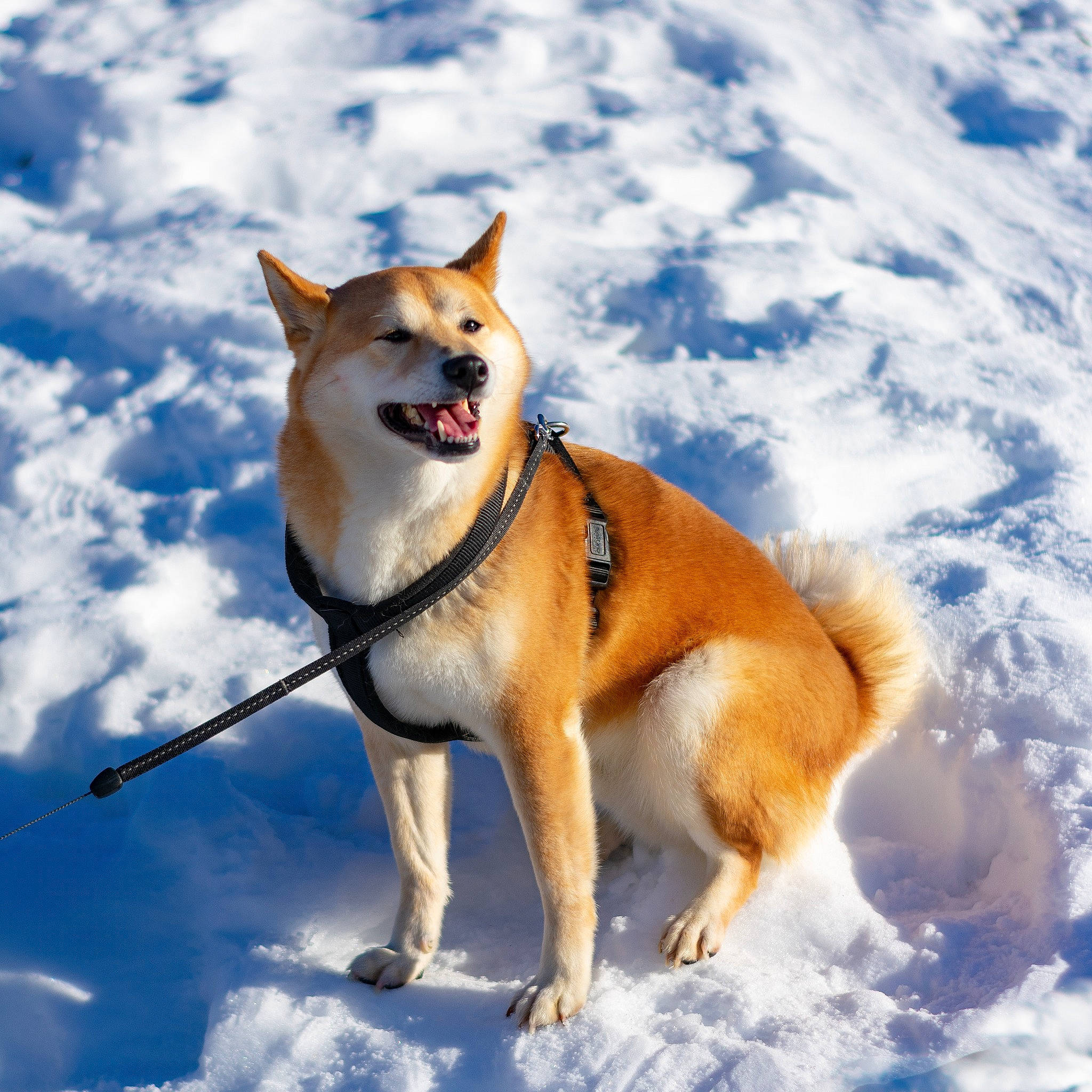 Rookie a rejoint le concours — aidez-le/la à gagner de superbes lots ! akita, akita_inu, canaan_dog, canidae, carnivore, dog, dog_breed, east_siberian_laika, greenland_dog, hokkaido, icelandic_sheepdog, mammal, norwegian_buhund, norwegian_lundehund, sakhalin_husky, shiba_inu, spitz, vertebrate, winter, working_dog