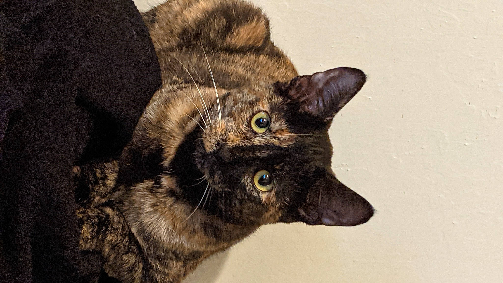 Majera joined the competition — help win amazing prizes! black_cat, carnivore, cat, claw, domestic_short_haired_cat, ear, felidae, fur, paw, small_to_medium_sized_cats, snout, tail, terrestrial_animal, whiskers, wildlife