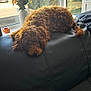 animal, canine, car, couch, cushion, dog, flower, flowerarrangement, furniture, homedecor, jar, pet, plant, poodle, pottedplant, pottery, puppy, transportation, vase, vehicle