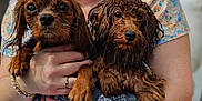 Rolo is registered to the contest to win money with this photo: accessories, affenpinscher, animal, arm, bodypart, bracelet, canine, cockerspaniel, dog, finger, hand, jewelry, necklace, person, pet, poodle, puppy, ring, terrier, wristwatch