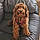 Rolo