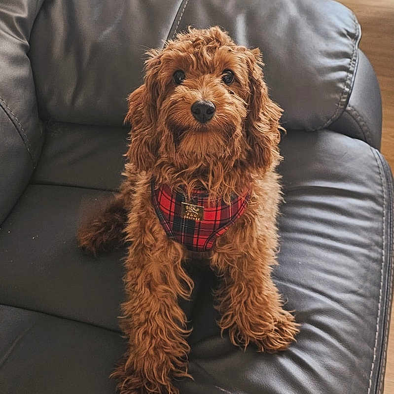 Rolo