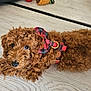 accessories, airedale, animal, belt, canine, cockerspaniel, collar, dog, formalwear, hardwood, harness, leash, person, pet, poodle, puppy, strap, terrier, tie, wood