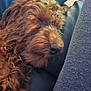 airedale, animal, armchair, bodypart, canine, chair, cockerspaniel, couch, cushion, dog, furniture, homedecor, hound, mouth, person, pet, poodle, puppy, sleeping, terrier