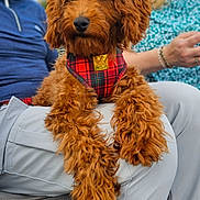 Rolo is registered to the contest to win money with this photo: accessories, adult, animal, canine, clothing, dog, face, female, footwear, head, jewelry, male, man, person, pet, poodle, ring, shoe, sunglasses, woman