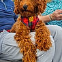 accessories, adult, animal, canine, clothing, dog, face, female, footwear, head, jewelry, male, man, person, pet, poodle, ring, shoe, sunglasses, woman