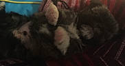 Hugo is registered to the contest to win money with this photo: american_shorthair, carnivore, cat, felidae, fur, kitten, nap, norwegian_forest_cat, paw, sleep, small_to_medium_sized_cats, whiskers