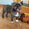 Hugo joined the competition — help win amazing prizes! affenpinscher, cairn_terrier, canidae, carnivore, companion_dog, dog, dog_breed, glen_of_imaal_terrier, griffon_bruxellois, mammal, morkie, puppy, rare_breed_dog, schnoodle, small_terrier, snout, sporting_group, terrier, toy_dog, vertebrate