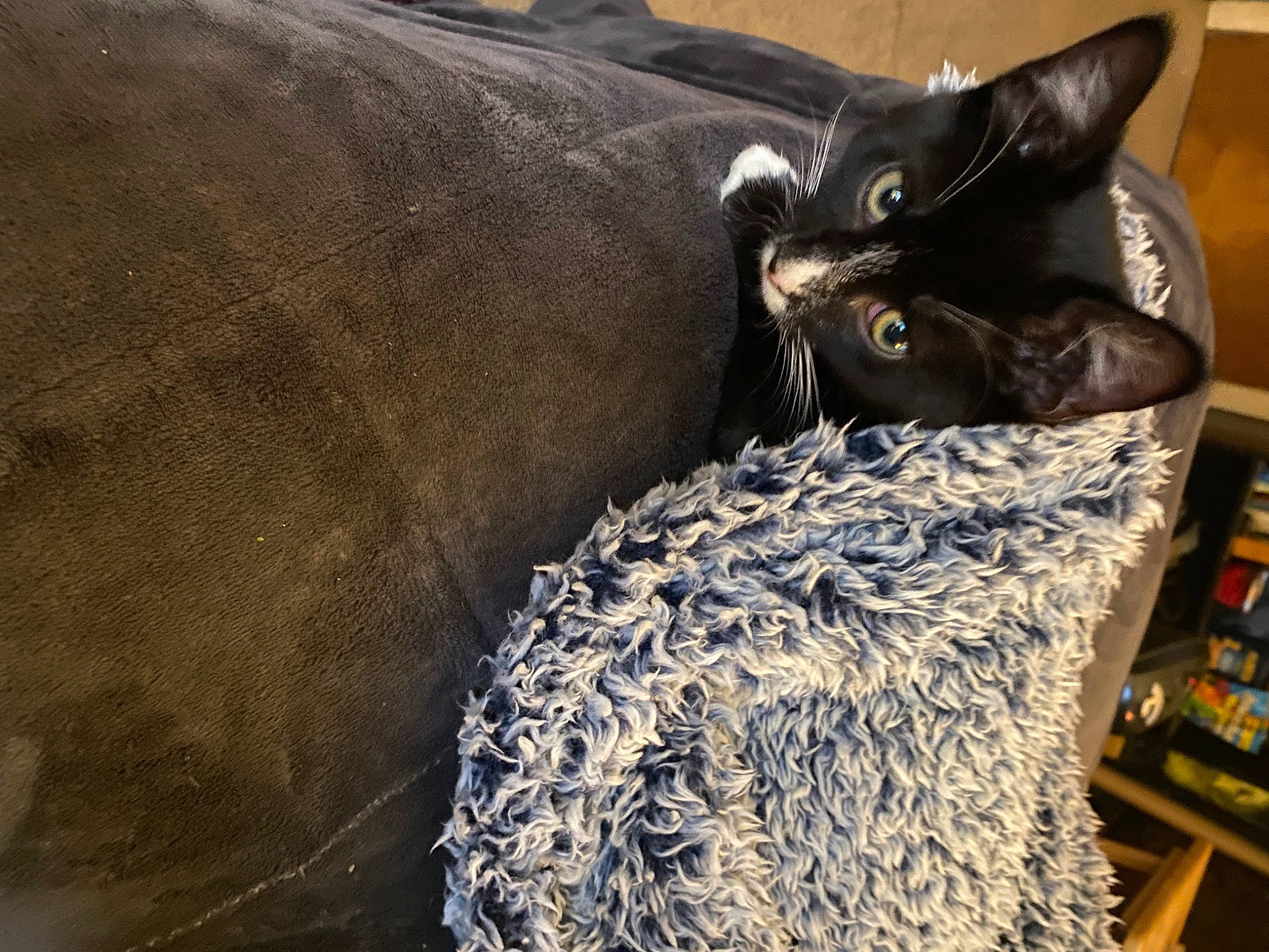 Loki is registered to the contest to win money with this photo: black_cat, bombay, bookcase, carnivore, cat, cat_bed, cat_furniture, cat_supply, comfort, domestic_short_haired_cat, electric_blue, felidae, fur, grey, pattern, small_to_medium_sized_cats, snout, tail, terrestrial_animal, whiskers