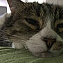 cat, tabby, close_up, sleepy, whiskers, nose, indoor, relaxation, fur, pet, animal, face, lying_down, green_fabric, soft_light, cozy, domestic, mammal, resting, closeup