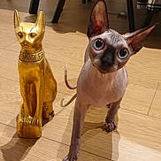 Santiago a rejoint le concours — aidez-le/la à gagner de superbes lots ! sphynx_cat, statue, wooden_floor, indoor, furniture, dining_chair, clothing, shadow, pet, animal, curious, decor, flooring, ears, eyes, floor, room, home, standing, comparison