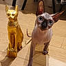 sphynx_cat, statue, wooden_floor, indoor, furniture, dining_chair, clothing, shadow, pet, animal, curious, decor, flooring, ears, eyes, floor, room, home, standing, comparison