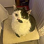 cat, black_and_white, mustache_marking, indoor, stool, furniture, curious, eyes, pet, animal, fluffy, whiskers, sitting, cozy, closeup, floor, curtain, box, home, cute