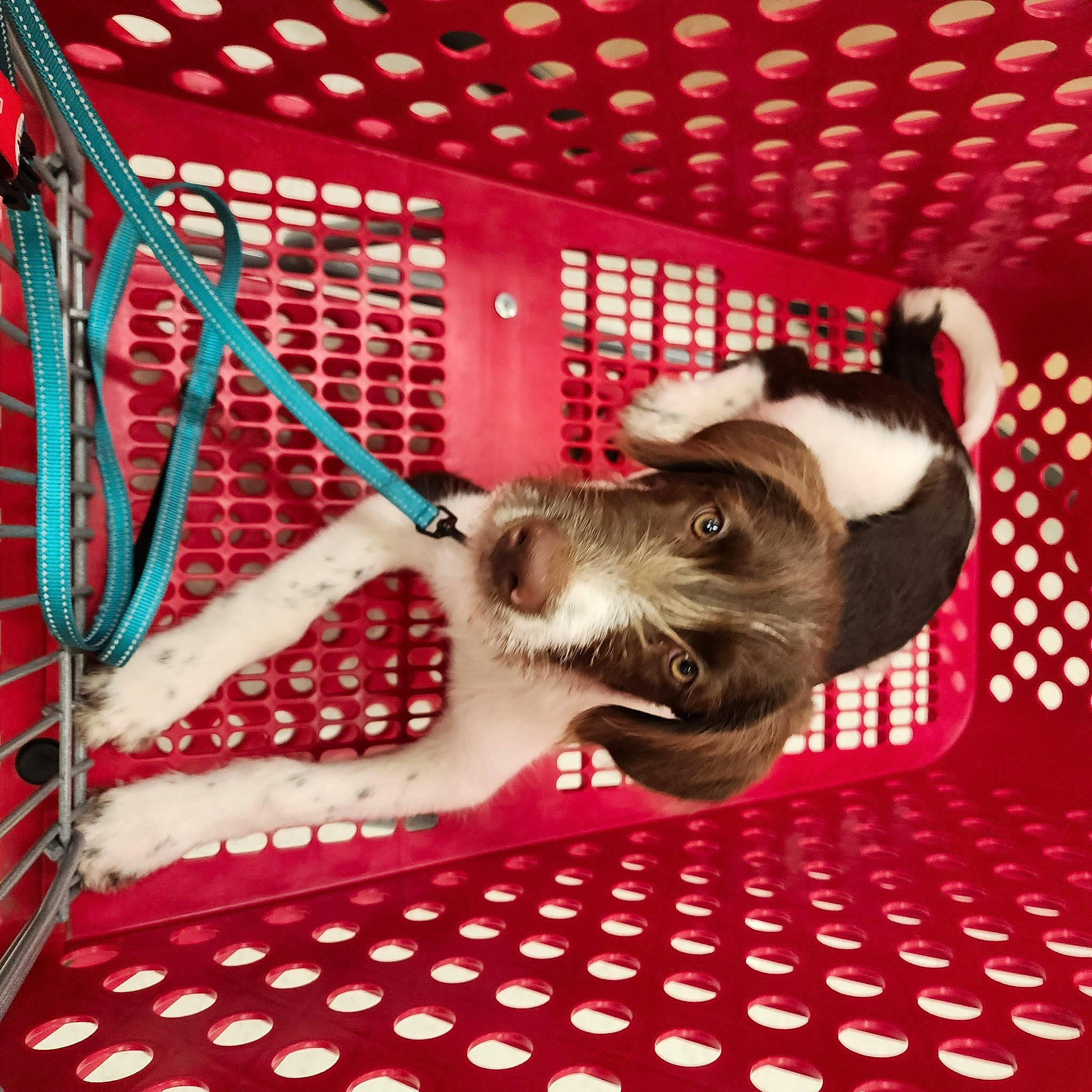 Bones joined the competition — help win amazing prizes! canidae, carnivore, collar, companion_dog, dog, dog_breed, dog_collar, dog_supply, fawn, flooring, fur, magenta, pattern, paw, pet_supply, snout, sporting_group, tail, toy_dog, working_animal