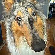Smokey joined the competition — help win amazing prizes! animal, background, canine, close_up, companion, curious, dog, ears, face, floor, fur, household, indoor, long_hair, muzzle, nose, pet, portrait, whiskers, wood_floor