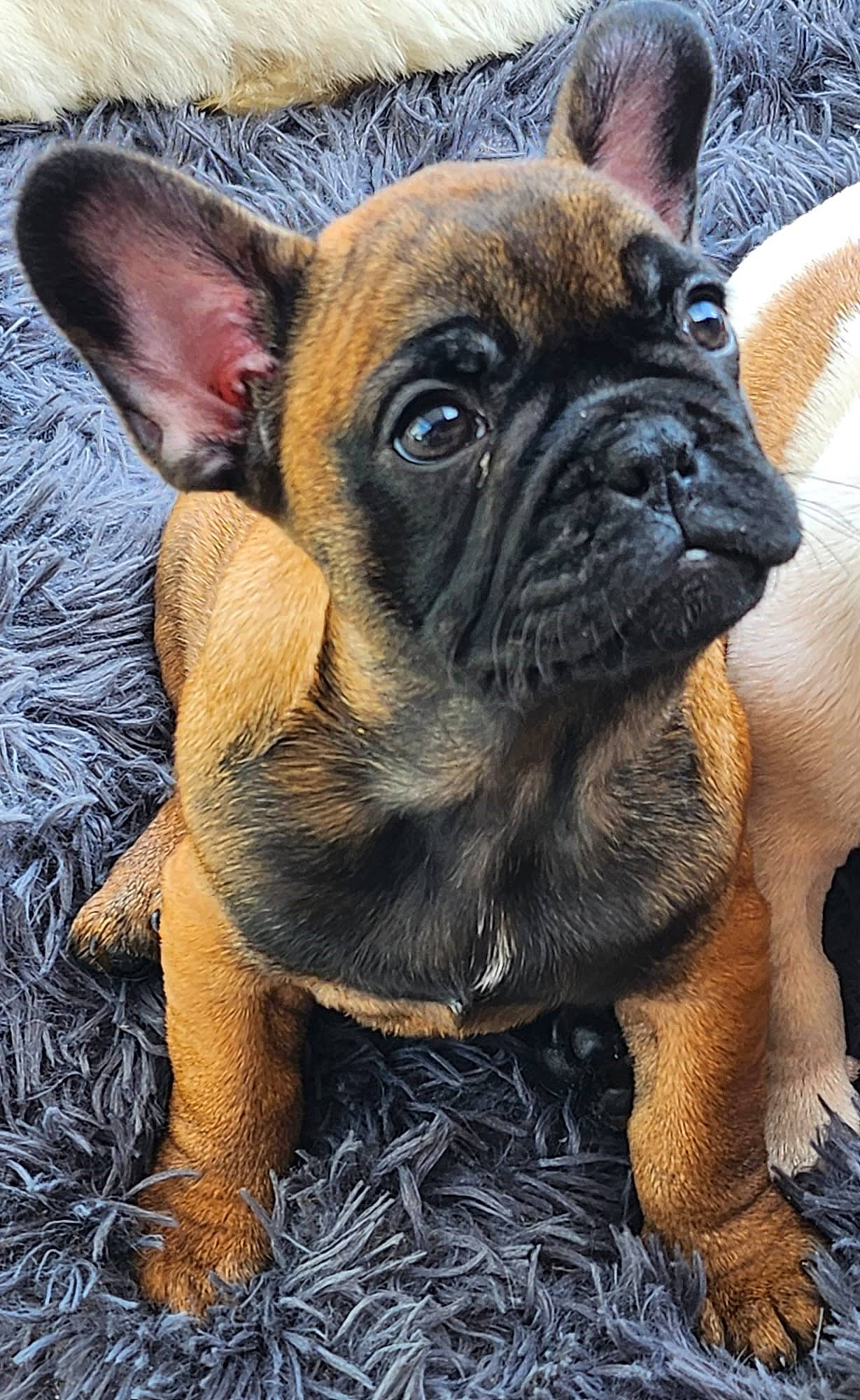 Udj a rejoint le concours — aidez-le/la à gagner de superbes lots ! bulldog, canidae, carnivore, companion_dog, dog, dog_breed, ear, fawn, fur, grass, molosser, non_sporting_group, puppy, snout, sporting_group, terrestrial_animal, toy_dog, whiskers, working_animal, wrinkle