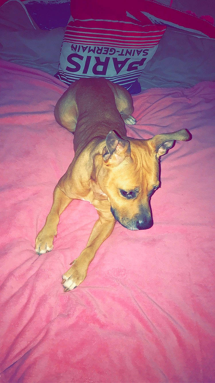 Japsy a rejoint le concours — aidez-le/la à gagner de superbes lots ! american_pit_bull_terrier, black_mouth_cur, canidae, carnivore, dog, dog_breed, fawn, mammal, rhodesian_ridgeback