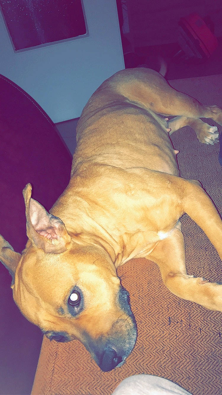 Japsy a rejoint le concours — aidez-le/la à gagner de superbes lots ! american_pit_bull_terrier, canidae, carnivore, dog, dog_breed, fawn, lurcher, non_sporting_group, snout