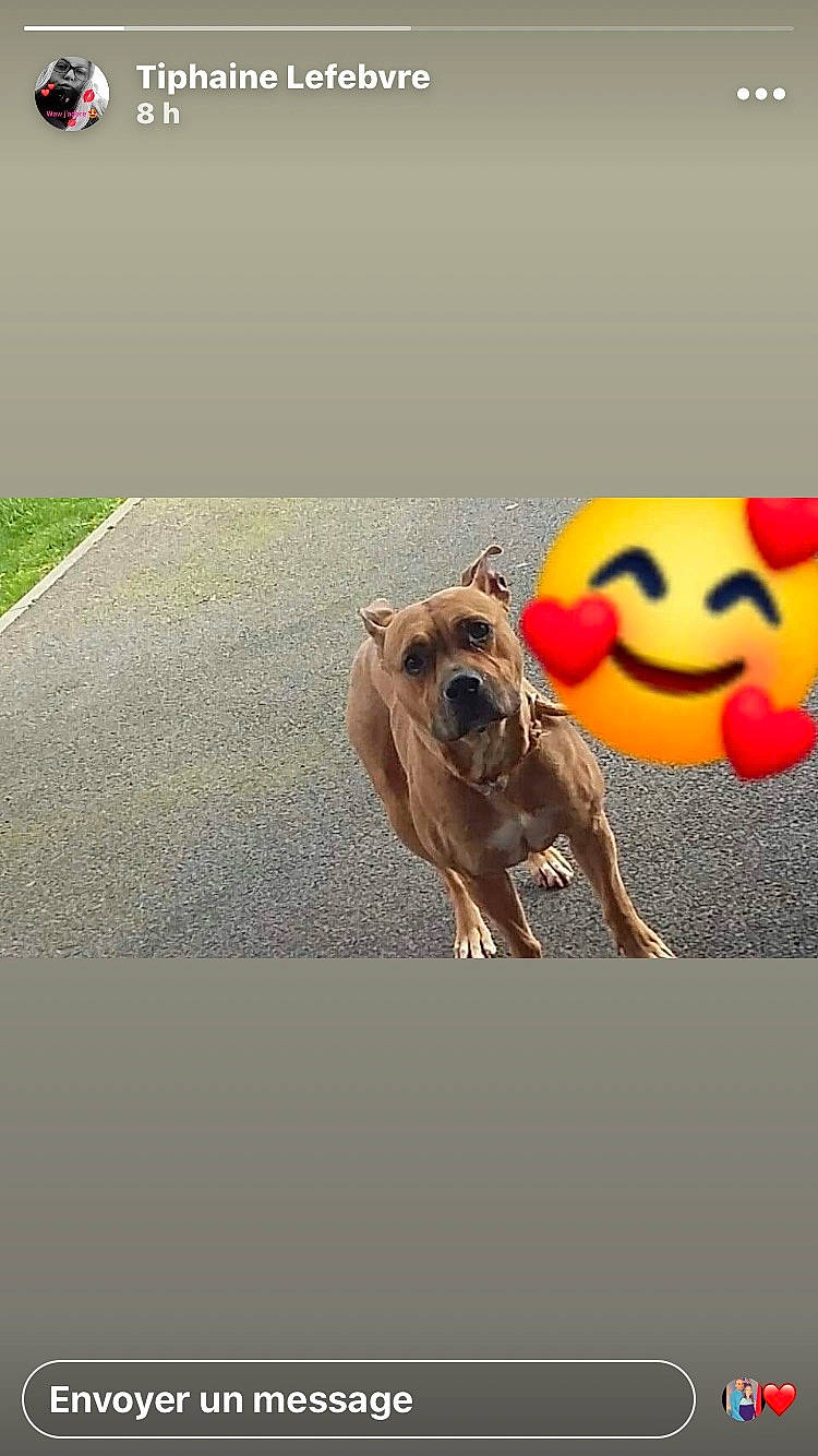 Japsy participe au concours pour gagner de l'argent avec cette photo : animation, ball, canidae, carnivore, dog, dog_breed, dog_toy, fawn, golden_retriever, labrador_retriever, paw, snout, sporting_group, street_dog, tennis_ball, yellow