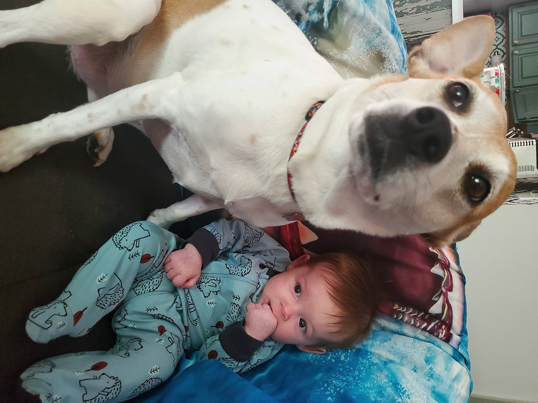 Campbell is registered to the contest to win money with this photo: baby, baby_toddler_clothing, canidae, carnivore, collar, comfort, companion_dog, dog, dog_breed, dog_collar, ear, fawn, happy, head, person, snout, sporting_group, toddler, whiskers, white