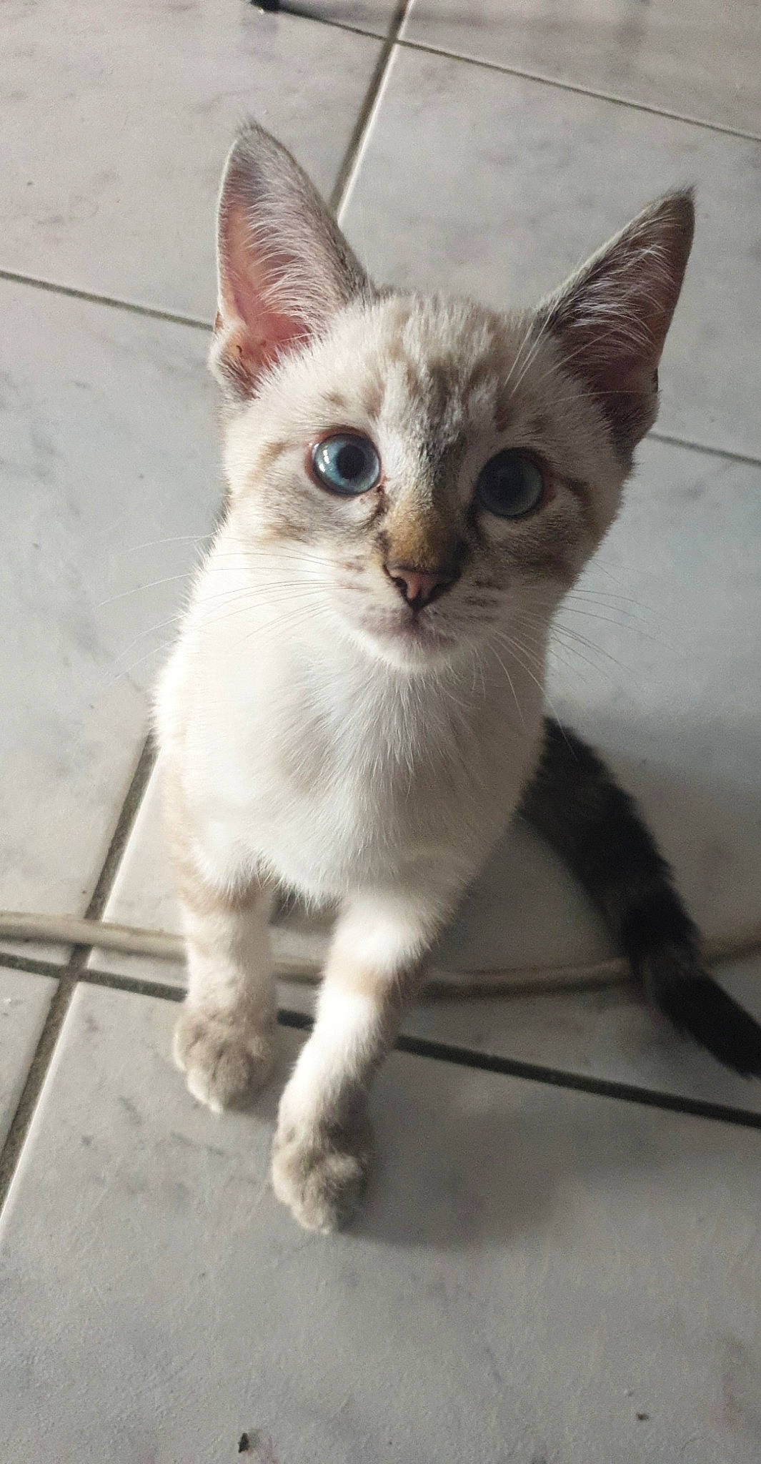 Pogba a rejoint le concours — aidez-le/la à gagner de superbes lots ! aegean_cat, arabian_mau, asian, burmilla, carnivore, cat, devon_rex, domestic_short_haired_cat, felidae, german_rex, javanese, kitten, mammal, ojos_azules, oriental_longhair, oriental_shorthair, singapura, small_to_medium_sized_cats, vertebrate, whiskers