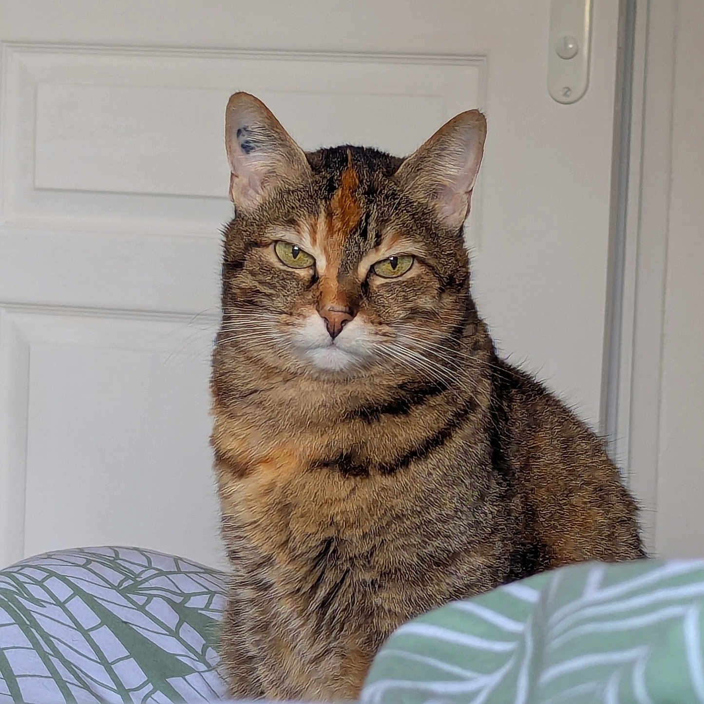 Nala